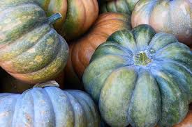 Muscade de Provence (3,08 €/kg) - geviertelt ca. 2,5 kg