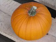 Halloween-Kürbis (€ 2,78/kg)