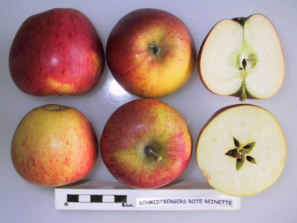 Schmidberger Renette ( säuerlich süß)