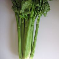 Stangensellerie Stangensellerie