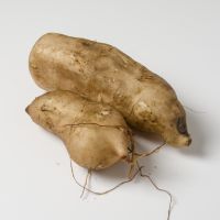 Yaconwurzel Yaconwurzel