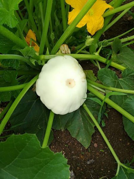 Ufokürbis (3,08 €/kg)