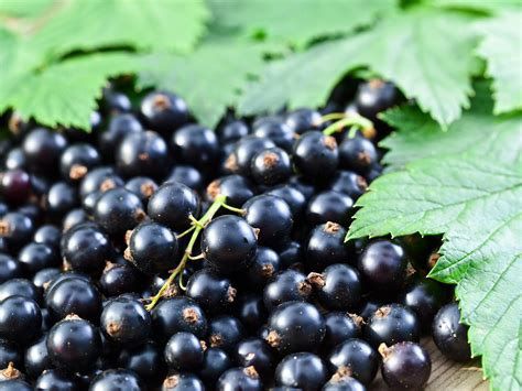 Ribisel schwarz / Johannisbeeren