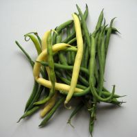 Fisolen