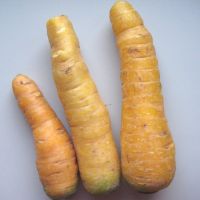 Karotten gelb Karotten gelb