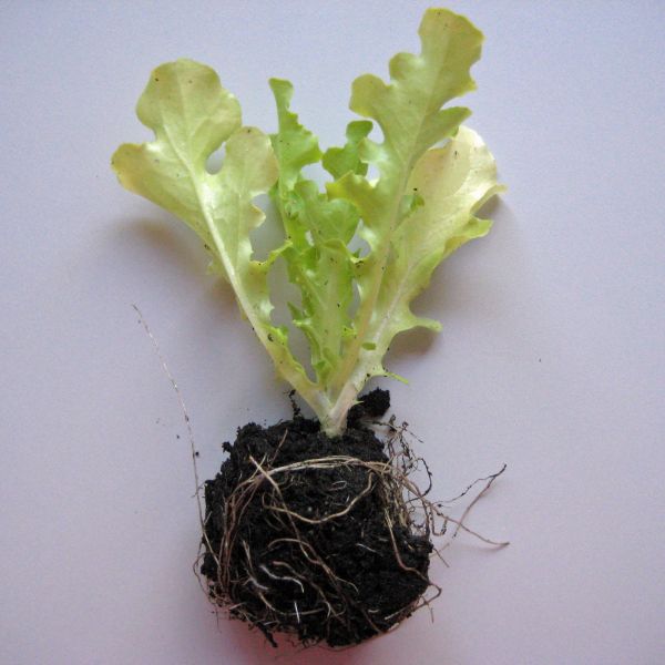 Eichblattsalat - rot & grün gemischt Jungpflanzen