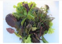 Sommersalat Mischung (Hofgärtnerei) Sommersalat Mischung (Hofgärtnerei)