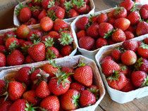 Erdbeeren