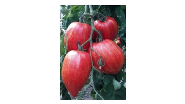 Fleischtomate - Marmorossa