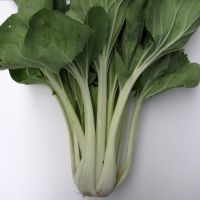 Asia Salat Pak Choi Asia Salat Pak Choi
