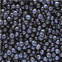 Wild-Heidelbeeren TIEFGEKÜHLT