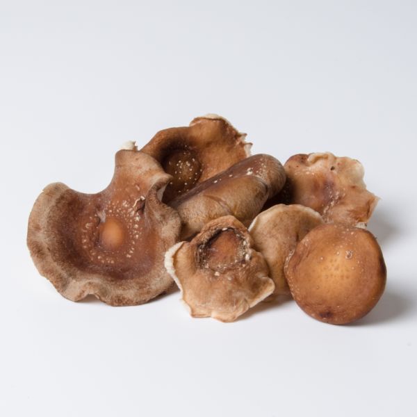 Shiitake
