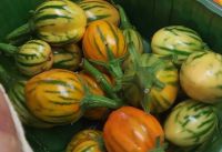 Melanzani 'Striped Toga' Melanzani 'Striped Toga'