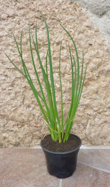 Schnittlauch Pflanze im Topf