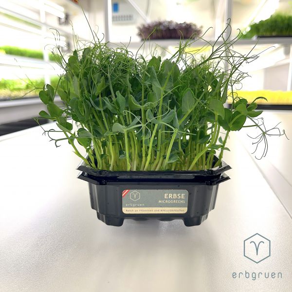 Microgreen Erbse