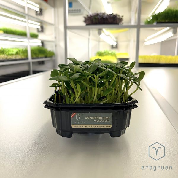 Microgreen Sonnenblumen