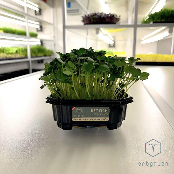 Microgreen Rettich