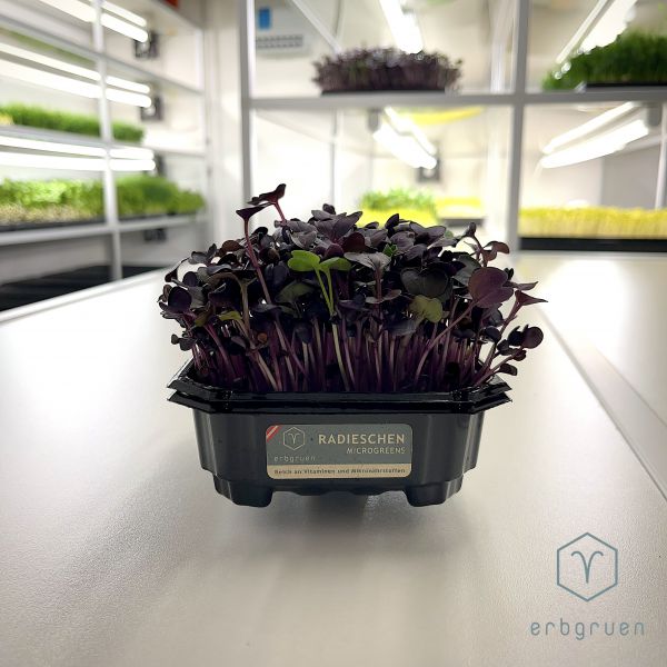 Microgreen Radieschen