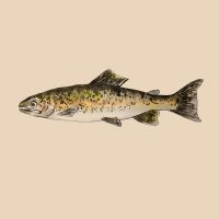 Forelle Filet, geräuchert Forelle Filet, geräuchert