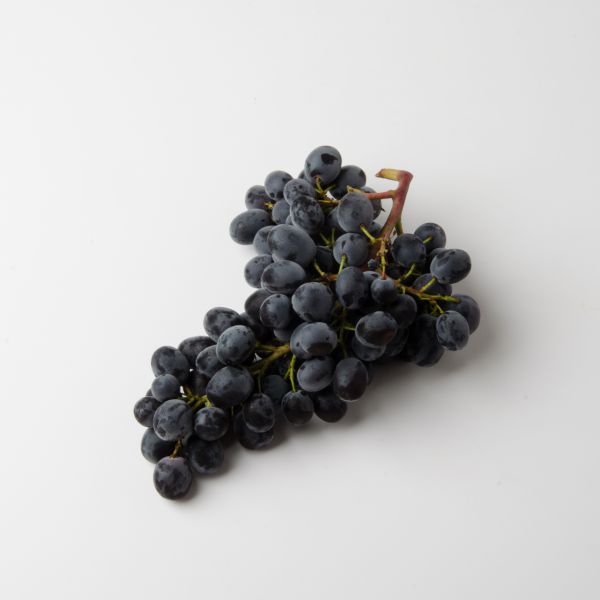 Trauben blau "Muscat bleu"