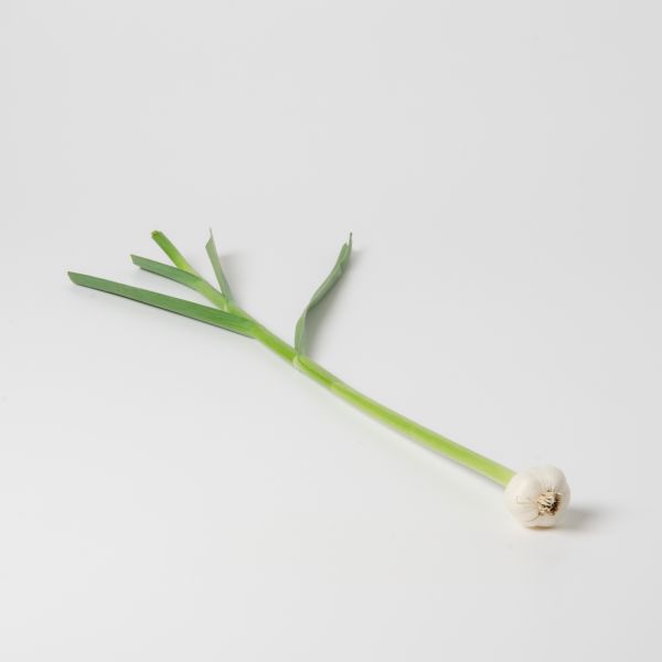 Jungknoblauch