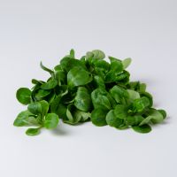 Vogerlsalat Vogerlsalat